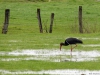 zwarte ooievaar