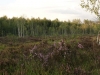 Ook in de Argonne bloeit de heide