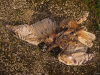 In België geringde dode oehoe